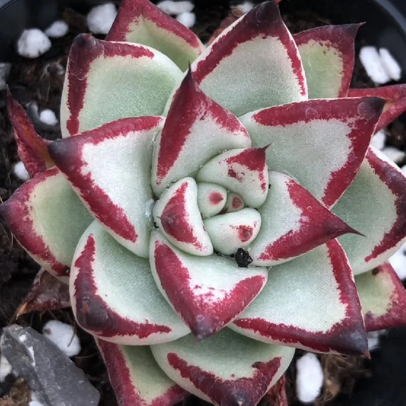 Succulent Plants Ebony  Ornamental Plant Garden Decor for Nursery Real Natural Indoor Plant