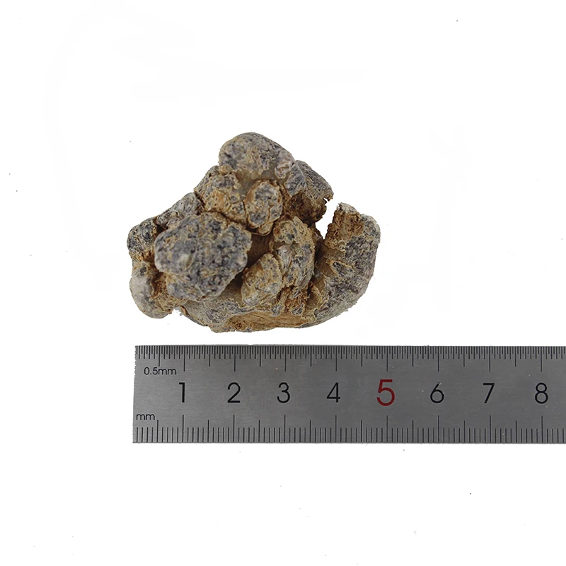 Panax notoginseng/ Notoginseng radix et rhizoma/ Sanqi