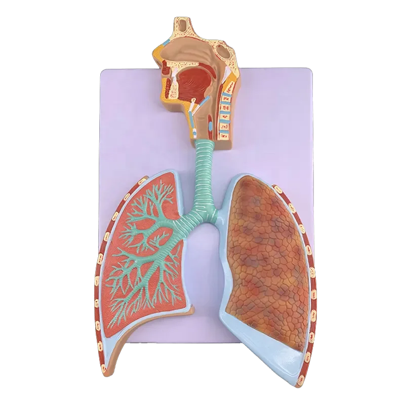 Human Respiratory System Anatomy Model Lung Anatomy Respiratory System Embossed Model