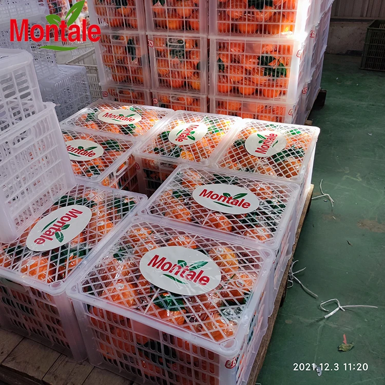 Hot selling navel orange fresh fruits oranges