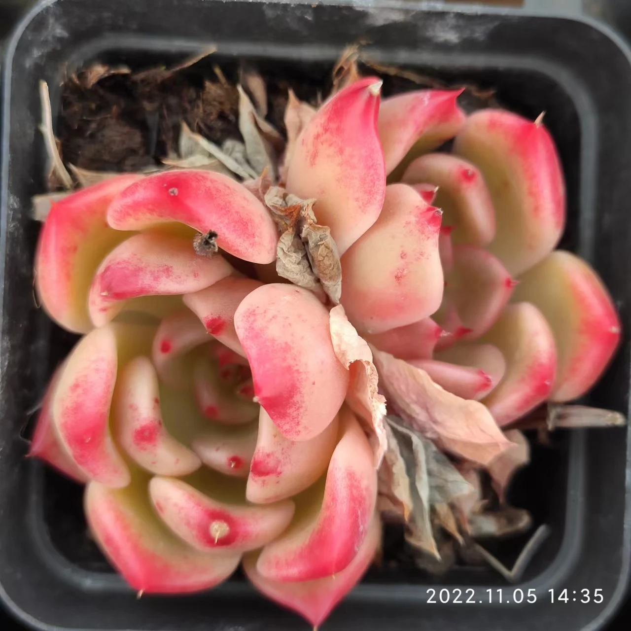 XY009 Echeveria Nuda Variegated Wholesale Cheap Price Miniature Succulent Plastic Potted Artificial Farm Succulent