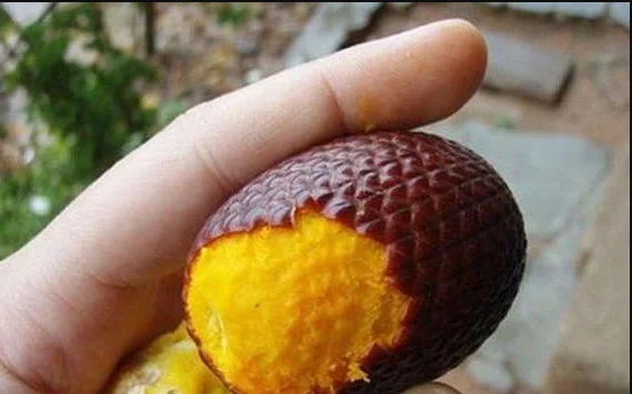 Травяной ингредиент от производителя капсулы для увеличения ягодиц Красного мака агуаке