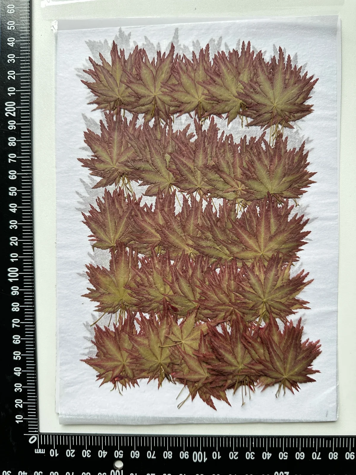 12pcs/pack Maple Leaf Autumn Color Series Pressed Leaf For Photo Paint Frame Resin DIY Craft