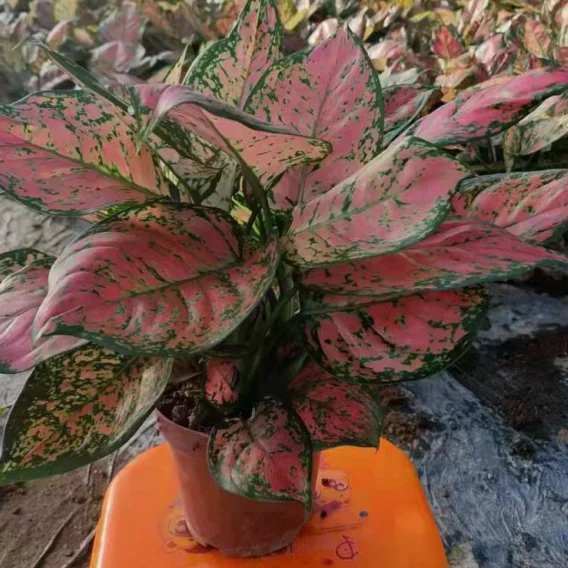 Aglaonema Queen Ruyi green spot at the red leaf indoor plant Philodendron artificial plant other agricultural products