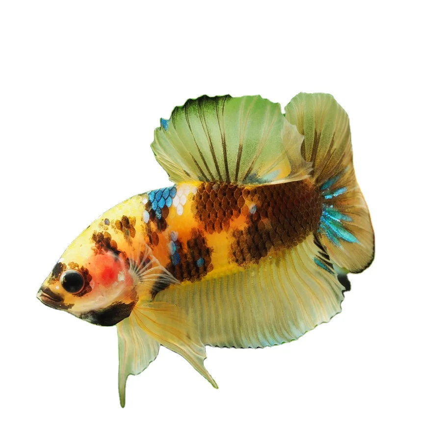
KOI YELLOW TIGER HMPK BETTA- Muticolor Thailand Betta Fish Premium Quality Plakat Siamese Fighting Fish Ornamental Aquariums 