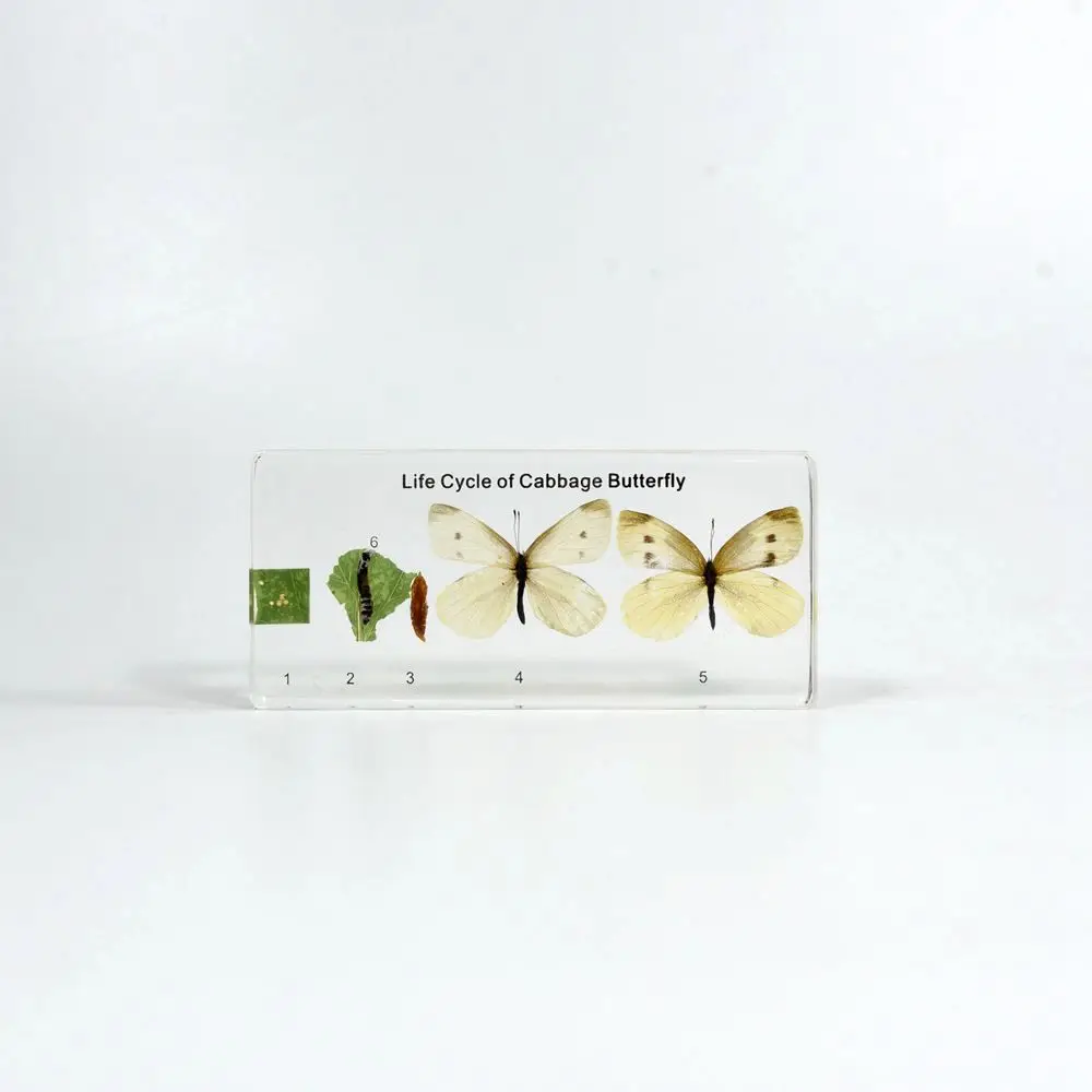 Real Insect Growth High Transparent Plastic Educational Model Life Cycle of Cabbage Butterfly for Biology Teaching