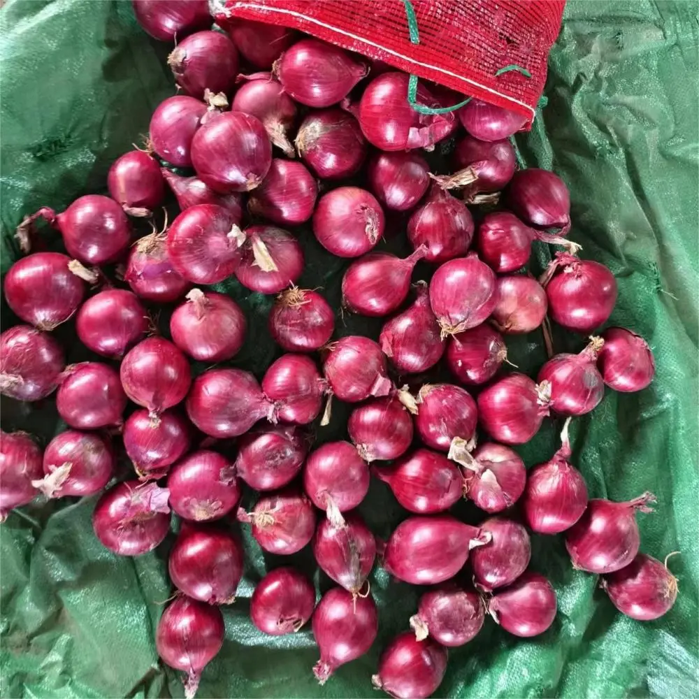 Китай свежий лук цены оптом желтый Голландии и индийский