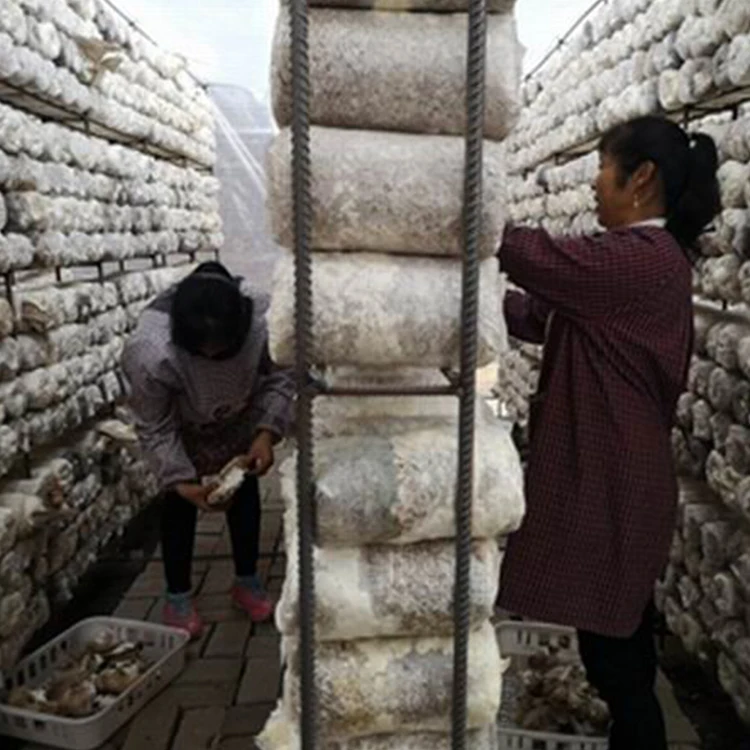 
Hot Sale White King Oyster Mushroom Seeds Spawn 