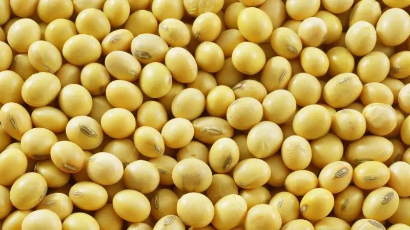 Superior Natural Agricultural Product Organic Quality Soybean