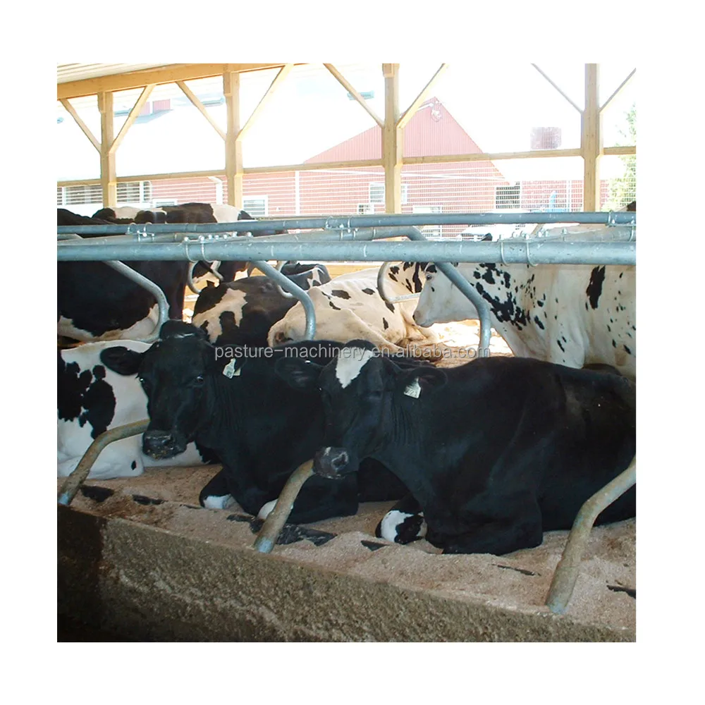 diary farm loops cow free stall