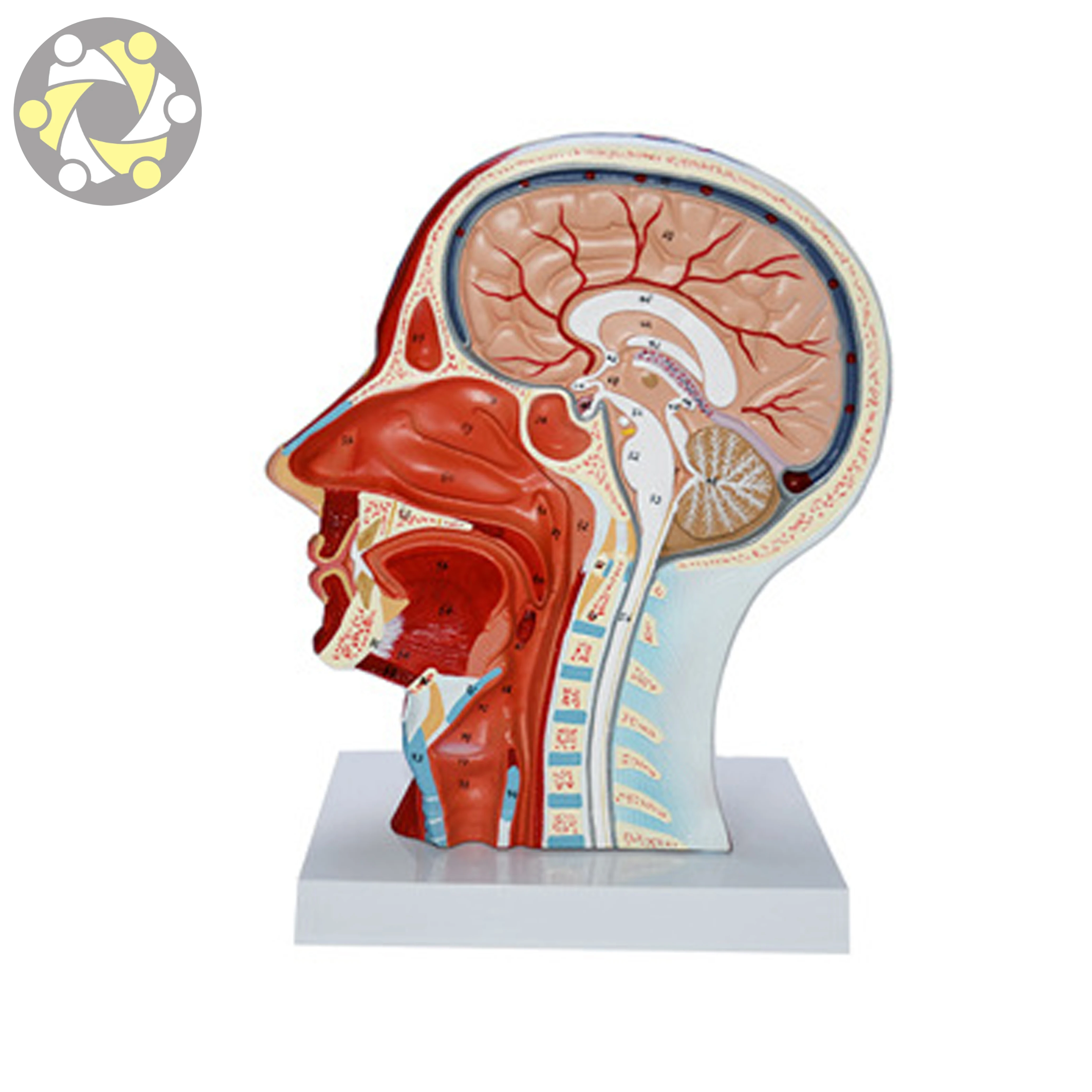 Educational Lab Medical Science Teaching  Anatomical Model Of Head And Face With Blood Vessels