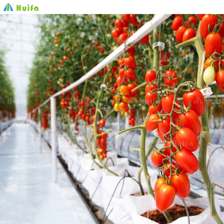 Commercial Single Multi Span Large Plastic Film Tunnel Greenhouse For Flower Vegetable Hydroponic Supplier