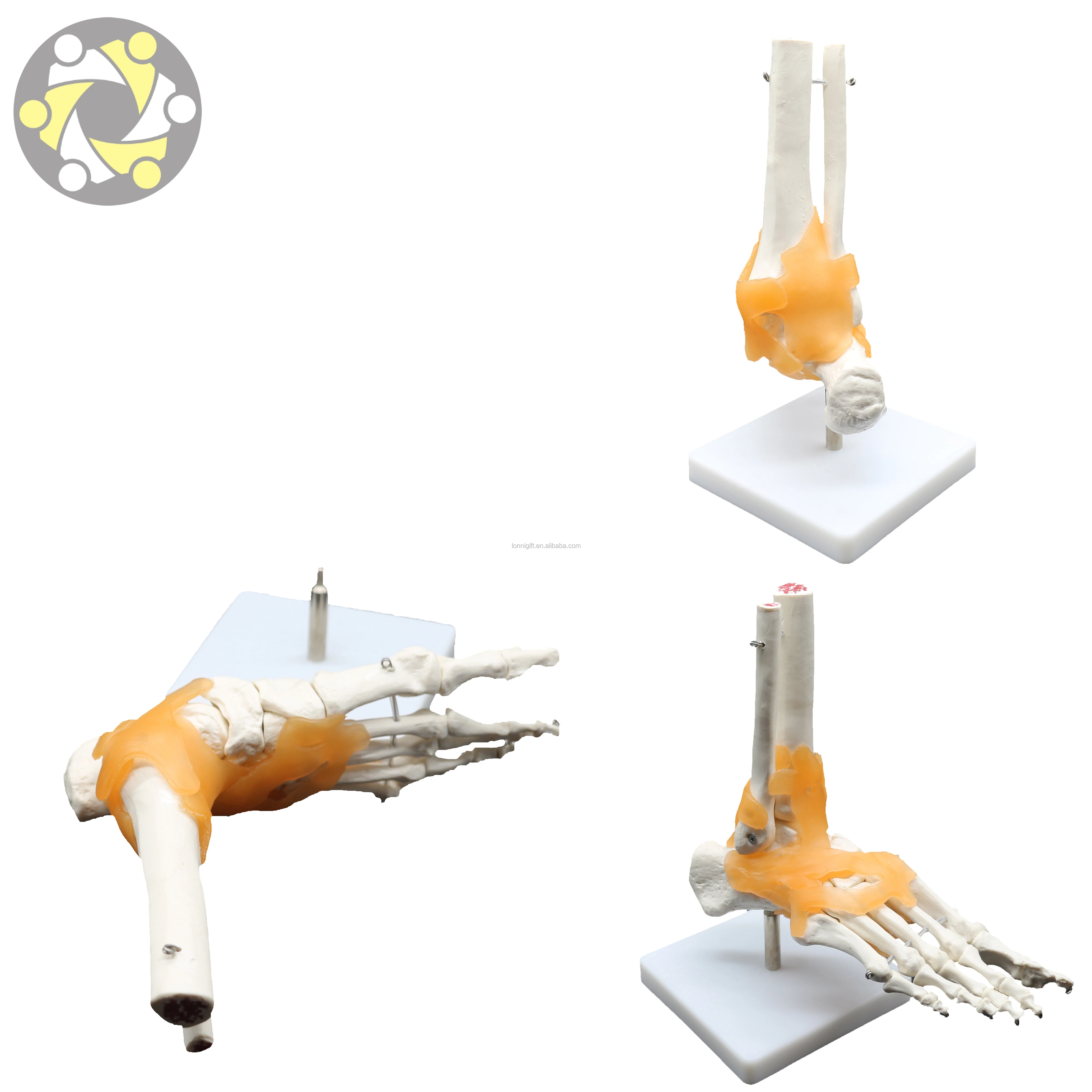 Low price foot joint model in stock