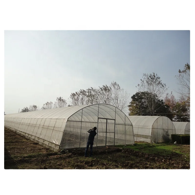 China Supplier Cheap Price Tunnel Greenhouse for Tomato/Cucumber/Lettuce/Cherry/Celery/Pepper/Eggplant/Herb/Strawberry Growing