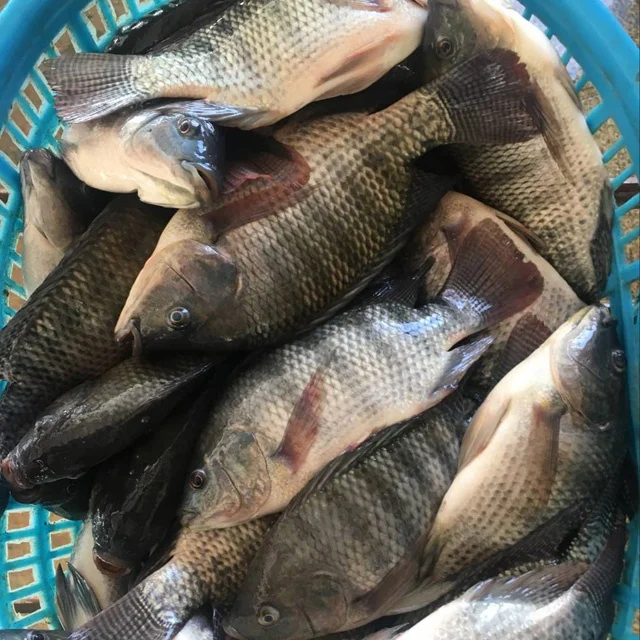 Frozen Whole Black Tilapia Fish Farming