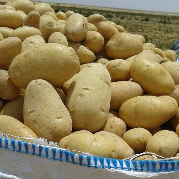 
2020 crop Egyptian Spunta Fresh potatoes for export fresh vegetables class one potato quality spunta potatoes 