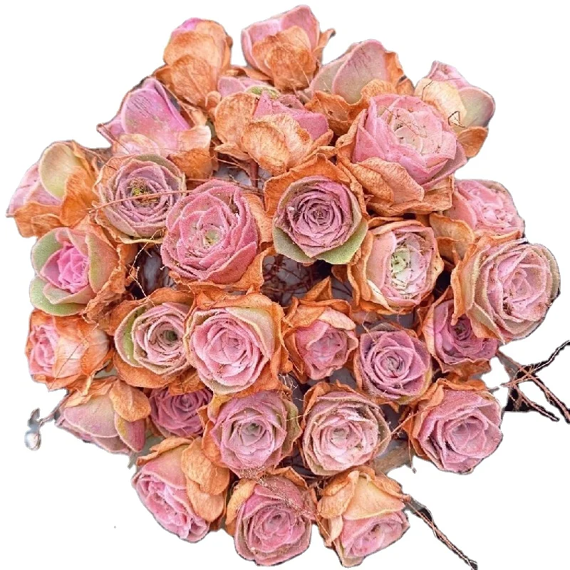 Оптовая продажа суккулентных растений комнатные декоративные растения