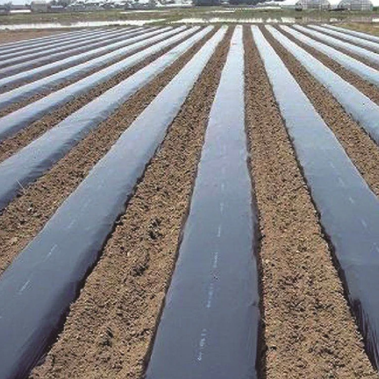 Black plastic mulching film for agriculture