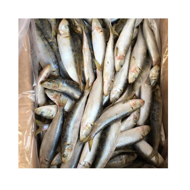 W/R Best Fresh Frozen Canned Sardine 80-120g price per kg