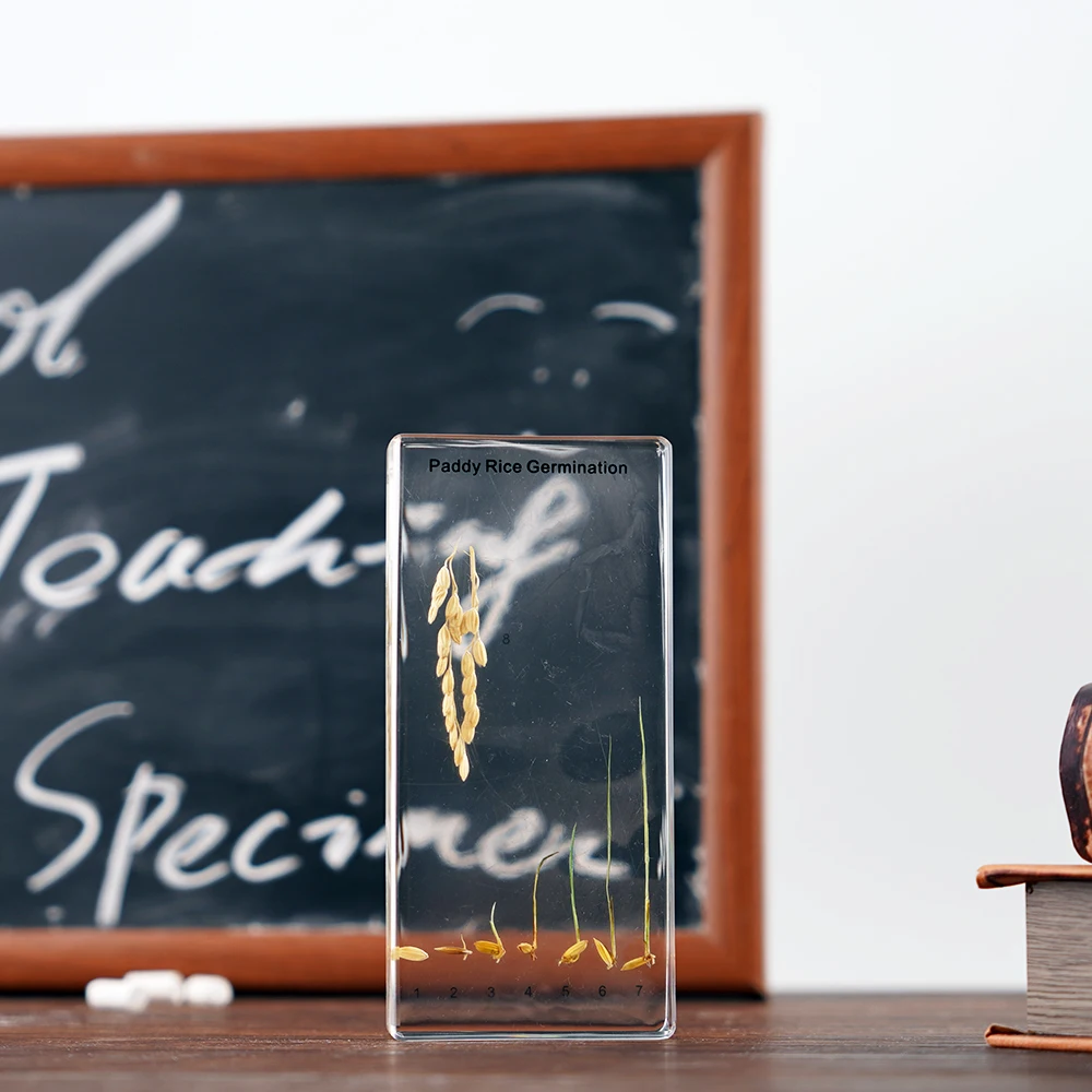 Real Plant Paddy Rice Germination Resin Specimen Resin Craft Biology Teaching  Equipment for Kids School Learning