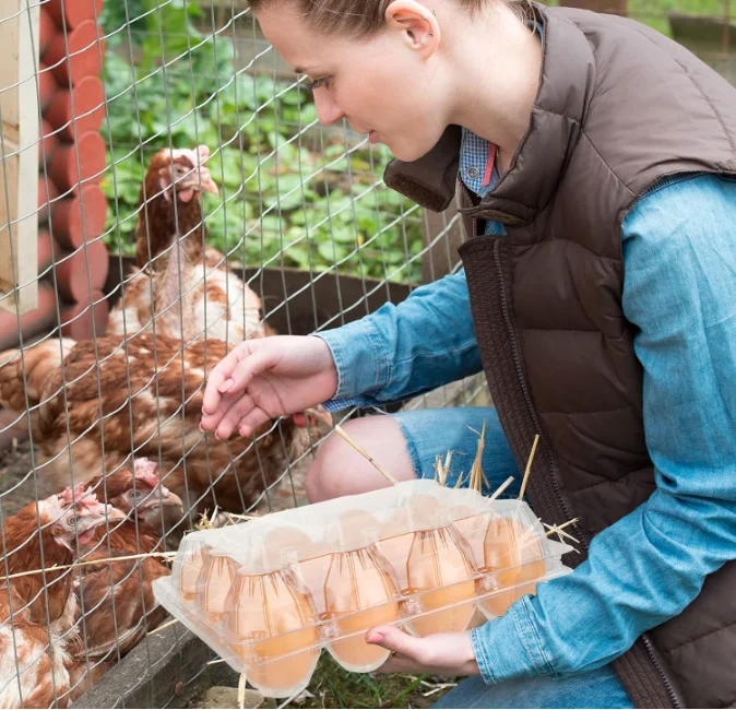 Plastic Egg Cartons Cheap Bulk, 1 Dozen Clear Egg Cartons for Chicken Eggs, Reusable Chicken Egg Tray Holders for Family Pasture