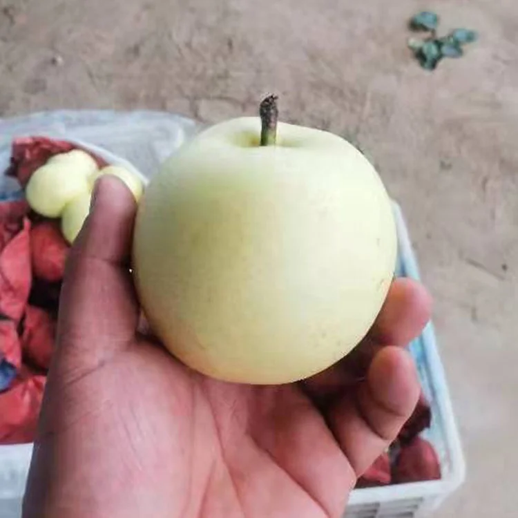 New crop  fresh white pear 9kg carton