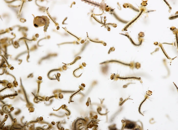 Mosquitoes Wiggler Killer Trap Bti WP Culex Aedes Anopheles Blackfly Larval in Aquaculture Best Insecticide