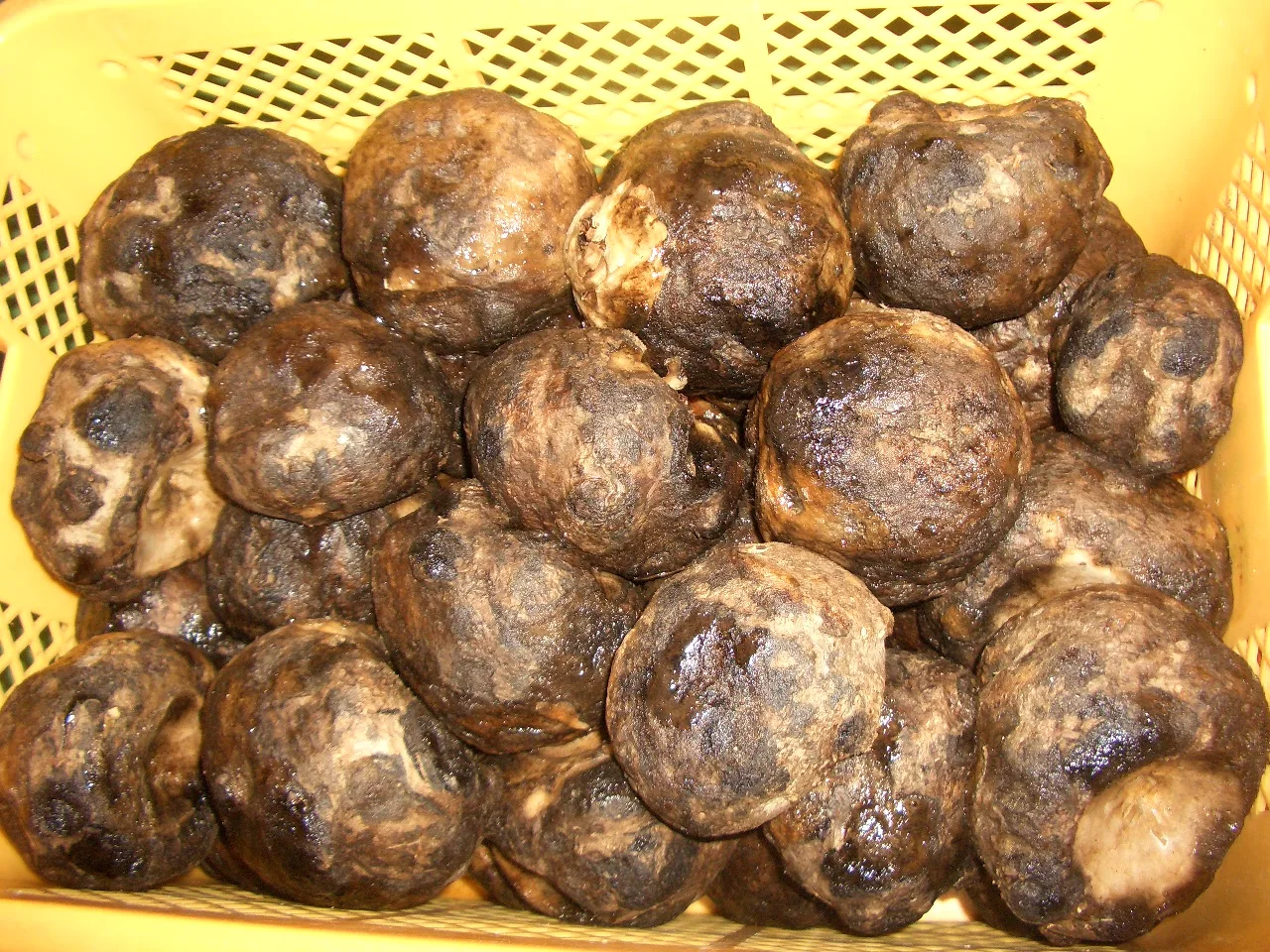 Low calories good chewy texture wasabi soy sauce vinegar miso sashimi konjac ourmet fresh food