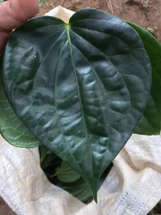 Betel leaf