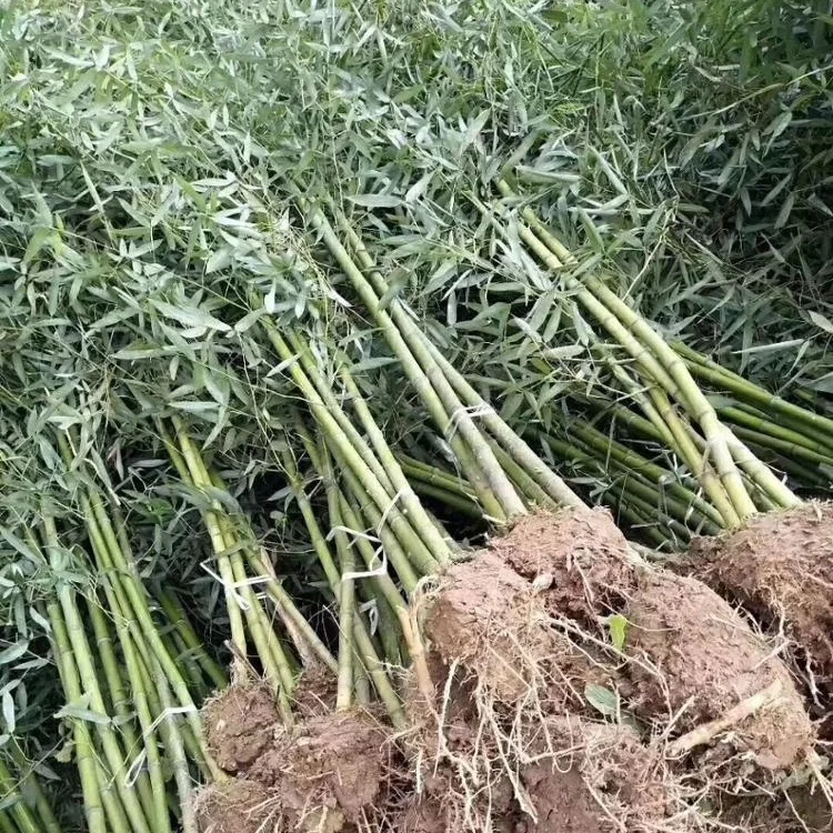 
 Распродажа, рассады бамбука  