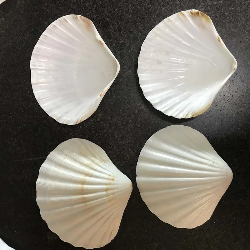 Wholesale Natural Color Scallop Shell Luster Seashell Handmade Craft for Decoration