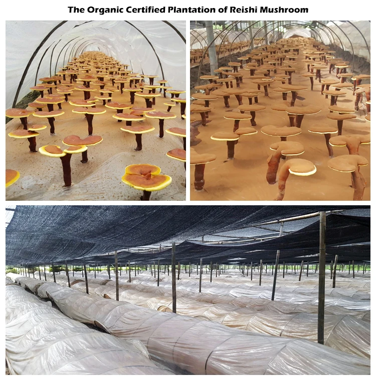 Qinshantang 100% без добавок масло спор Рейши ganoderma lucidum Reishi капсулы для здоровья