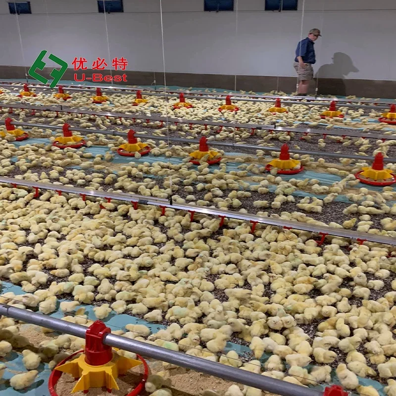 Hot Sale CE Chicken House Automatic Feeder and Drinker System Poultry Farming Equipment