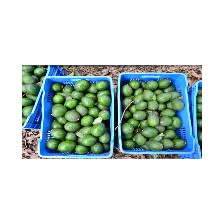 
Best Quality Fresh Mexican Hass Avocado Fruit 