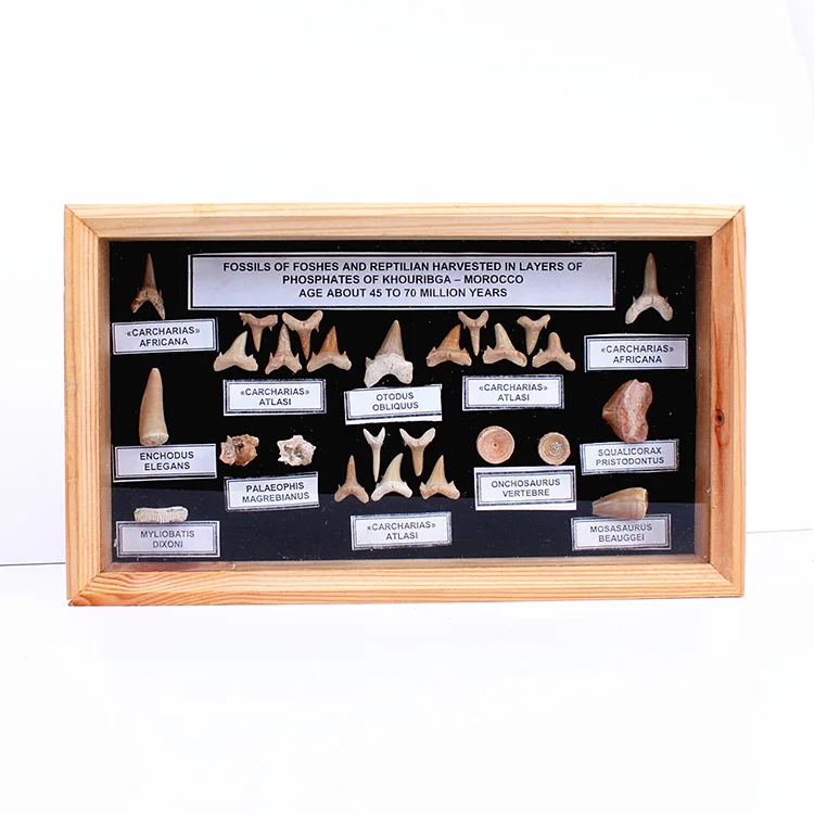 Yase Natural Marine Animal Shark Teeth Frame Office Studio Natural Stone Collection Box Ornaments