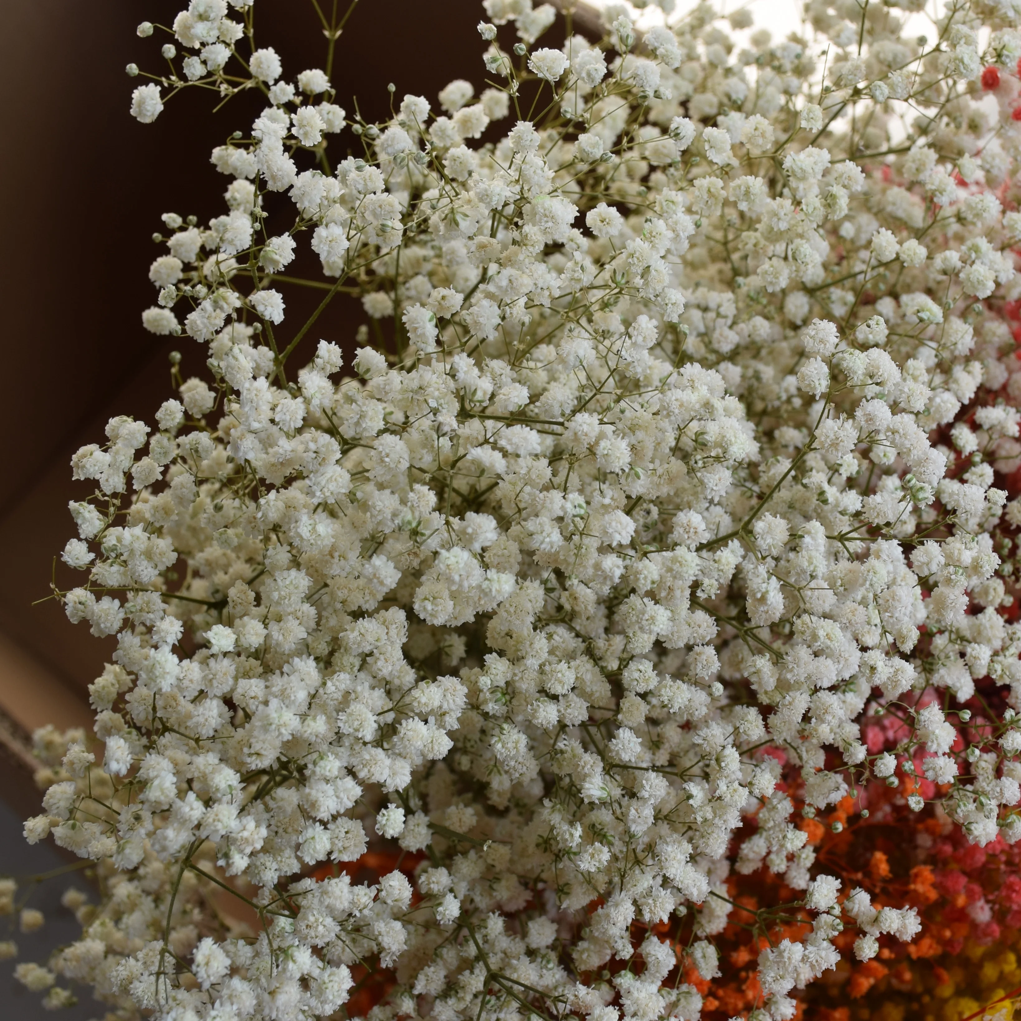 Cheap wholesale stabilized gypsophila preserved babysbreath star flower from China