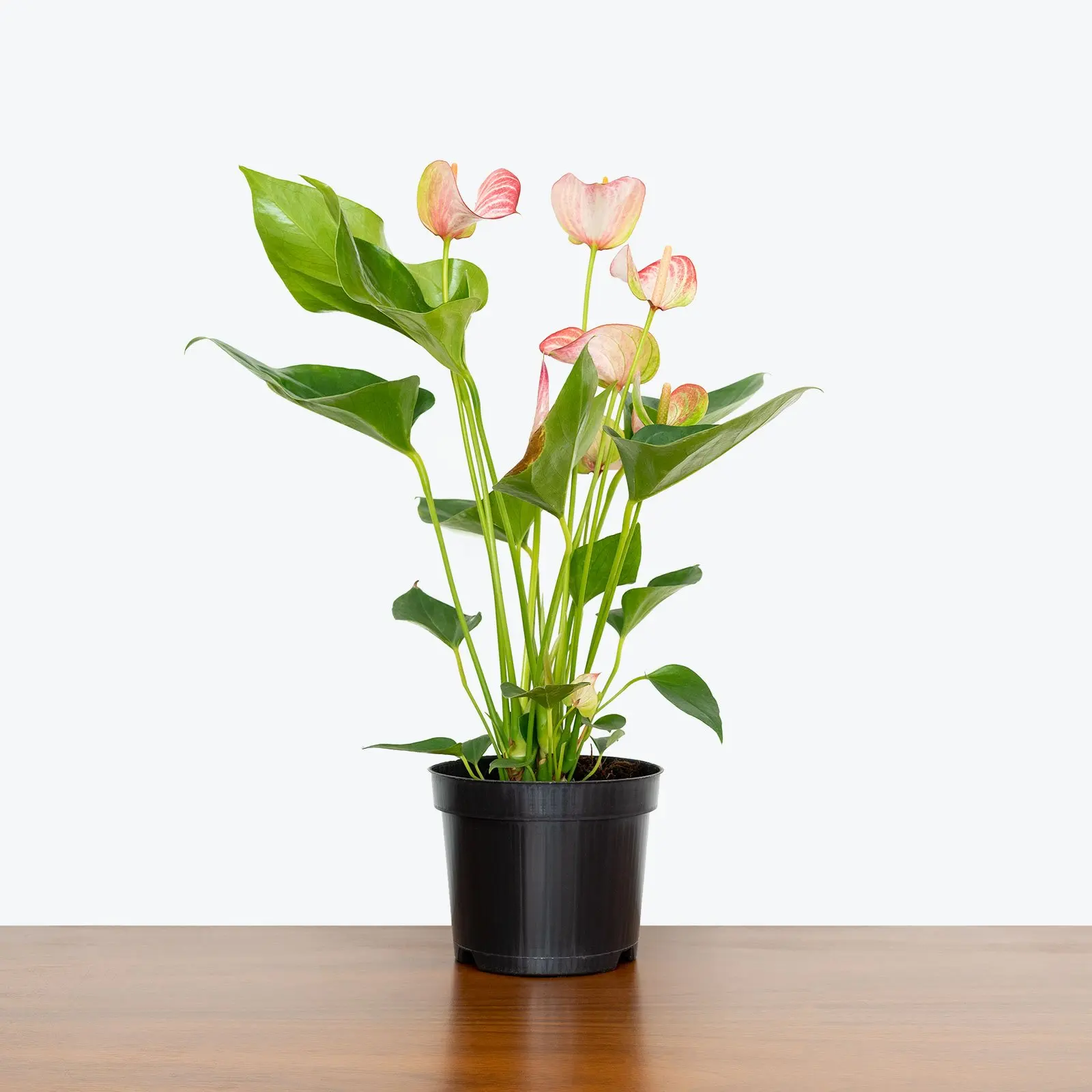Wholesale tropical live plants Anthurium or the Tail Flower Flamingo Laceleaf for indoor