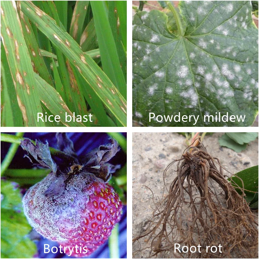 Agricultural organophosphorus  fungicide zineb 80% WP