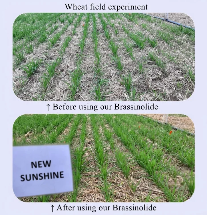 Professional Manufacturer Natural Brassinolide Solubility