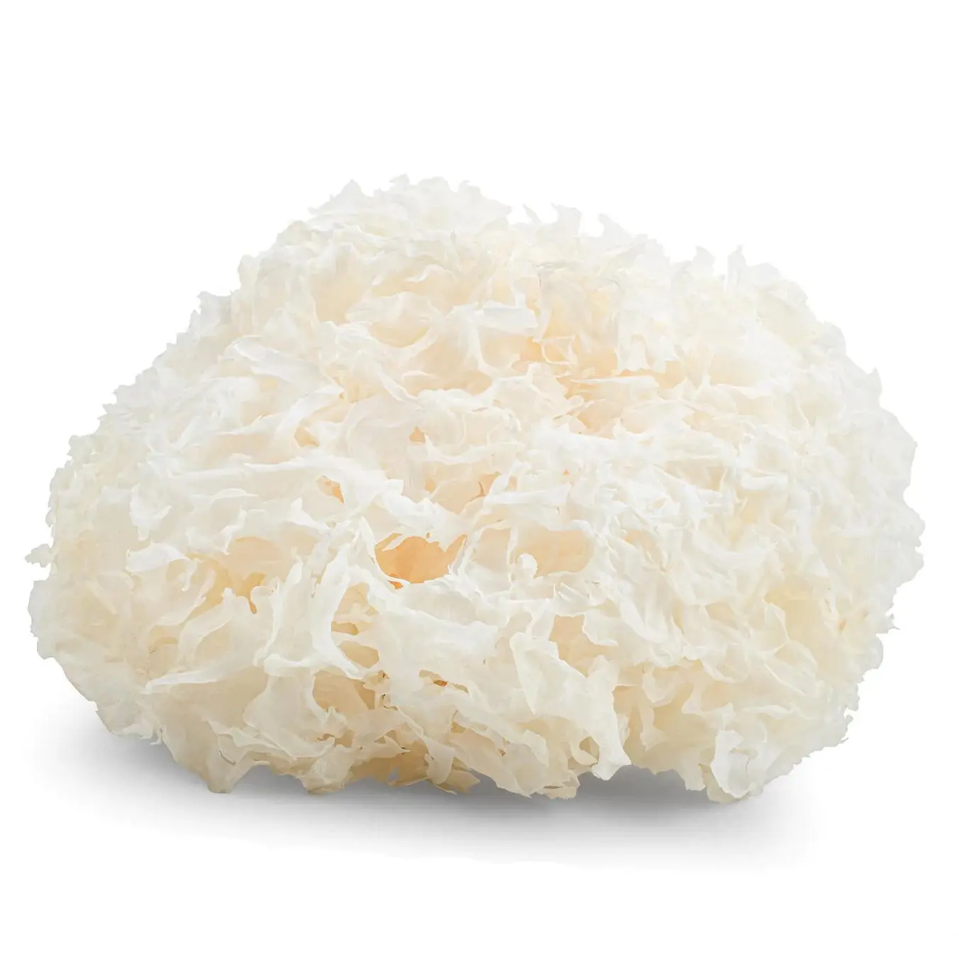 The best tremella fusiform white fungus manufacturer is extremely popular with best price