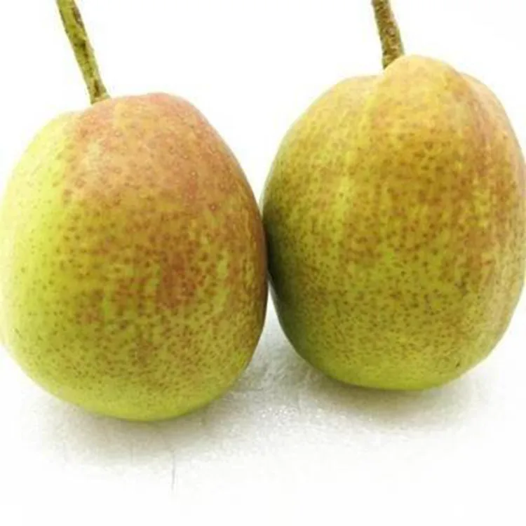 
Manufacturer Best China Green Tasty Fragrant Pear 