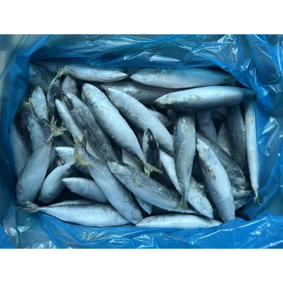 85% N.W. IQF Light Catch Raw Material Fish Frozen Pacific Mackerel for Thailand Market