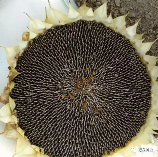 Chinese factory supply high quality sunflower seeds for commercial cultivation