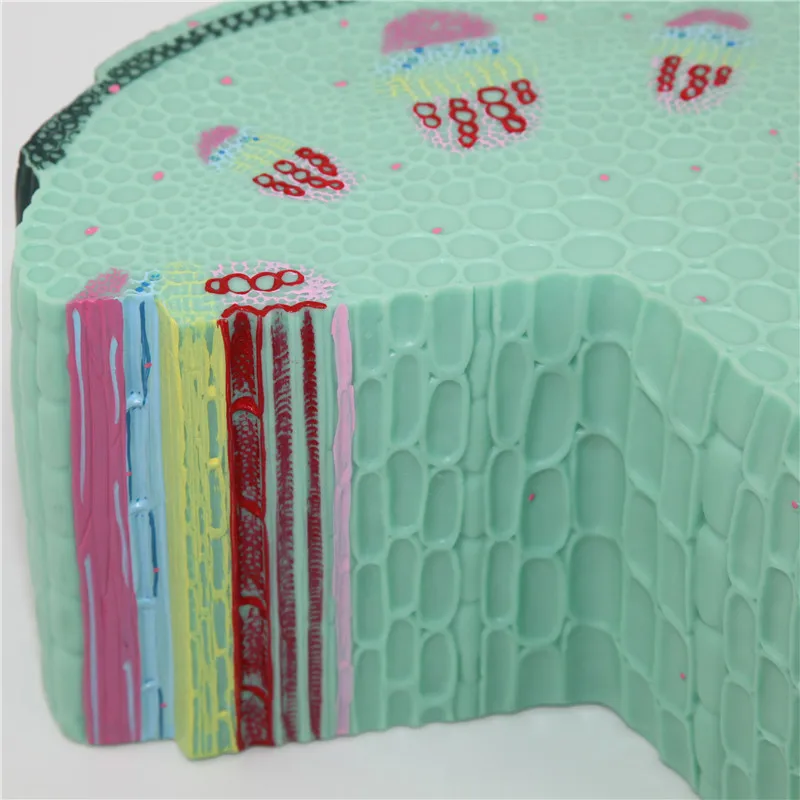 Увеличенный пластмассовый анатомический стебель dicot модель клеток