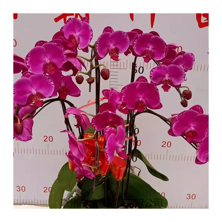 Комнатное натуральное растение, Орхидея Бабочка, Орхидея фаленопсис