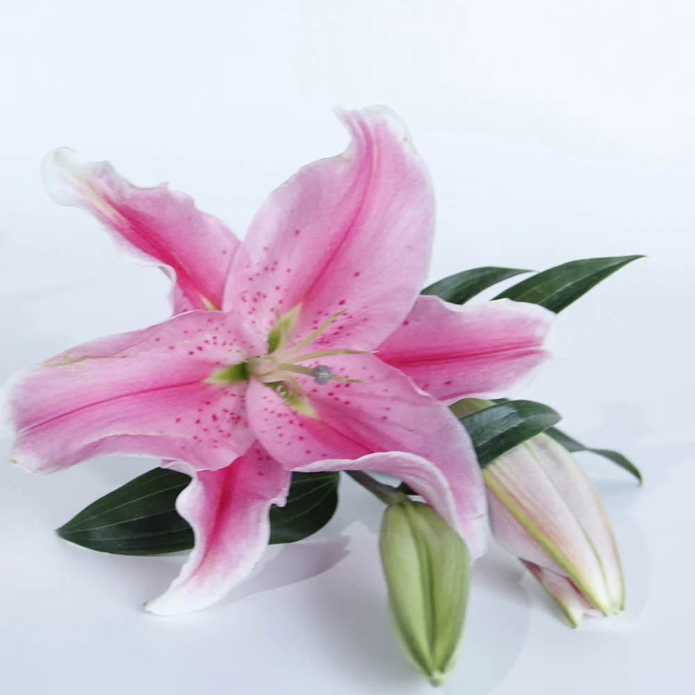 Свежие цветы мирового класса настоящие свежие розовые лилии сорбона Робина от китайского поставщика