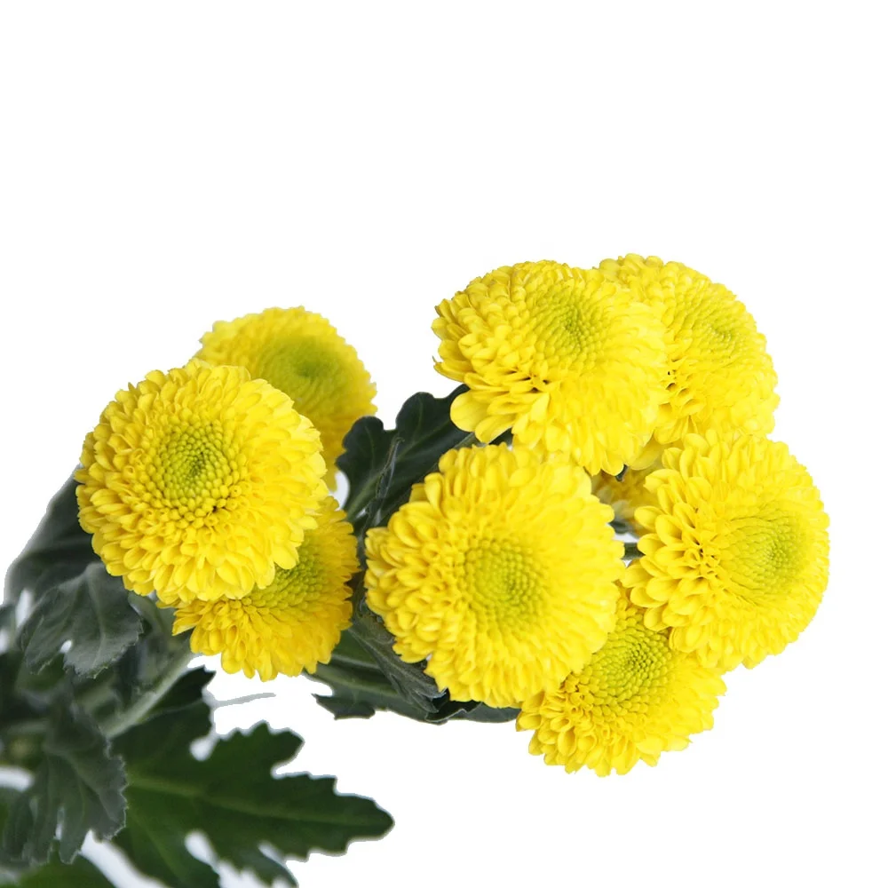 New Style Sprayed Chrysanthemums Kaku Fresh Cut Flowers Bouquet Wedding Home Decor