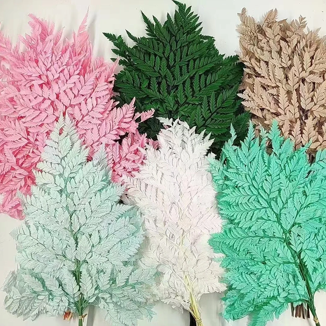 High Quality Flowers Arrangement Decorative Materials Preserved Alpine fern for decor