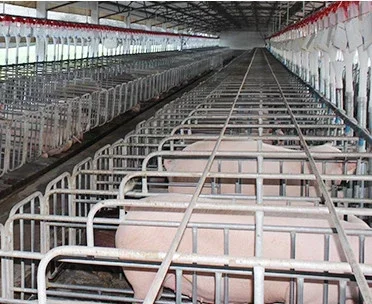 GREAT FARM Modern Agricultural Equipments Animal Cages Sow Gestation pen Galvanized Pig Farrowing Crates pen