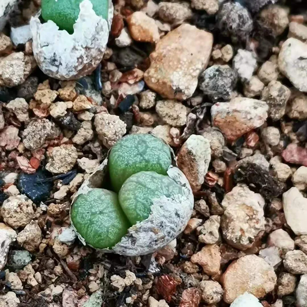 Indoor perennial nature product Succulent plant Aizoaceae Conophytum